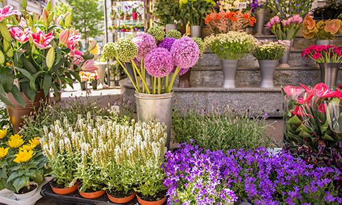 Er bloeit iets moois tussen Tuincentrum Oosterik en AKAM